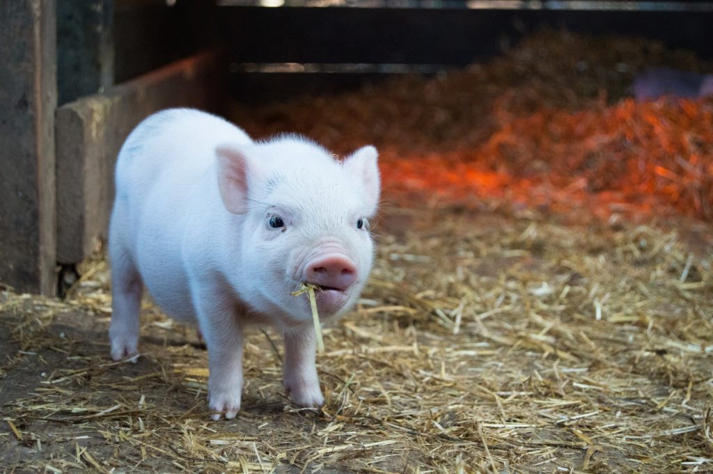 schimpfwörter liste schweinchen